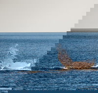 Whale Watching Ocean Tour - Accommodation Ballina