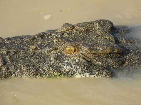 Darwin Jumping Crocodiles Cruise On Adelaide River - Accommodation Ballina 4