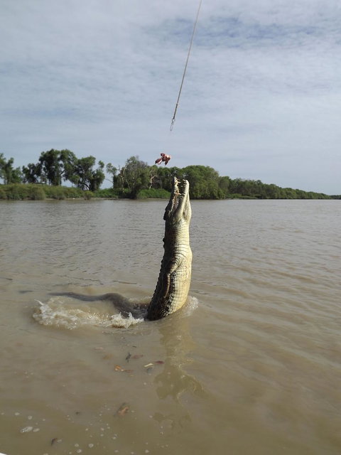 Darwin Jumping Crocodiles Cruise On Adelaide River - Accommodation Ballina 2