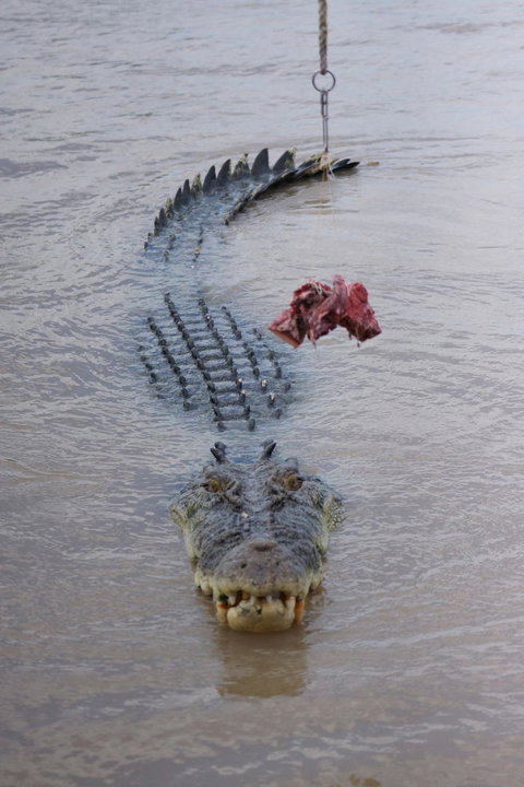 Darwin Jumping Crocodiles Cruise On Adelaide River - Accommodation Ballina 7
