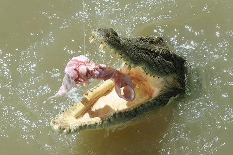 Darwin Jumping Crocodiles Cruise On Adelaide River - Accommodation Ballina 0