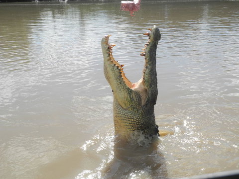 Darwin Jumping Crocodiles Cruise On Adelaide River - Accommodation Ballina 5