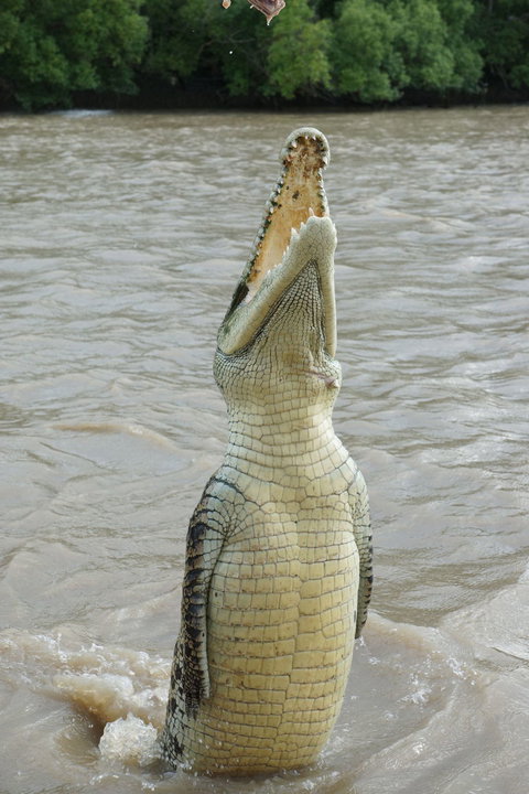 Darwin Jumping Crocodiles Cruise On Adelaide River - Accommodation Ballina 6