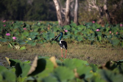 2:30pm Safari Cruise (1.5 Hours) - Accommodation Ballina 1