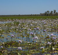 230pm Safari Cruise 1.5 Hours