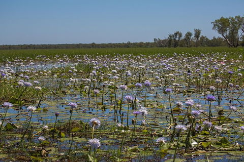 2:30pm Safari Cruise (1.5 Hours) - Accommodation Ballina 0