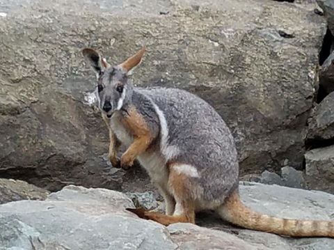 All Inclusive Blue Mountains Small-Group Day Trip From Sydney - Accommodation Ballina 4