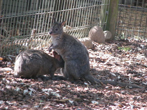 All Inclusive Blue Mountains Small-Group Day Trip From Sydney - Accommodation Ballina 19