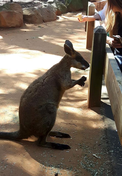 All Inclusive Blue Mountains Small-Group Day Trip From Sydney - Accommodation Ballina 25