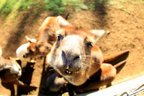 All-Inclusive Blue Mountains Day Trip With River Cruise - Accommodation Ballina 1