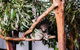 All-Inclusive Blue Mountains Day Trip With River Cruise - thumb 14