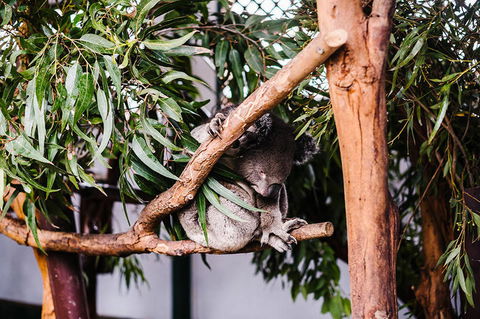 All-Inclusive Blue Mountains Day Trip With River Cruise - Accommodation Ballina 14