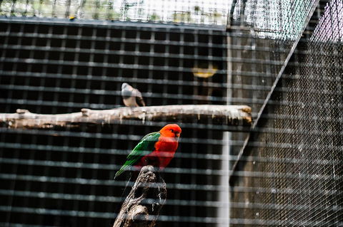 All-Inclusive Blue Mountains Day Trip With River Cruise - Accommodation Ballina 17