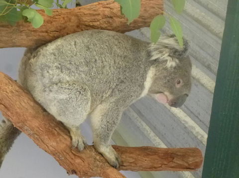 Blue Mountains Day Trip From Sydney Including Scenic World - Accommodation Ballina 3
