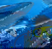 Shark Dive Xtreme at SEA LIFE Sydney Aquarium - Accommodation Ballina
