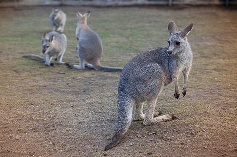3-Day Blue Mountains And Hunter Valley Small-Group Eco-Tour - Accommodation Ballina 1