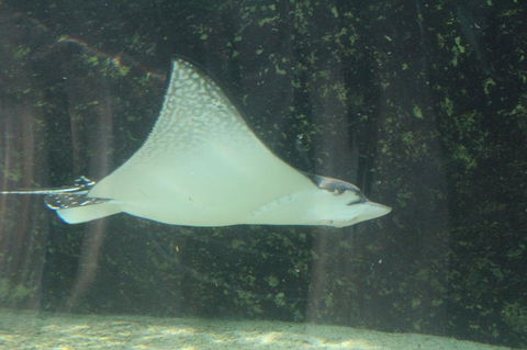 Sydney Pass: SEA LIFE Aquarium, Sydney Tower Eye, WILD LIFE Sydney, Sydney Harbour Cruise, And Madame Tussauds - Accommodation Ballina 19
