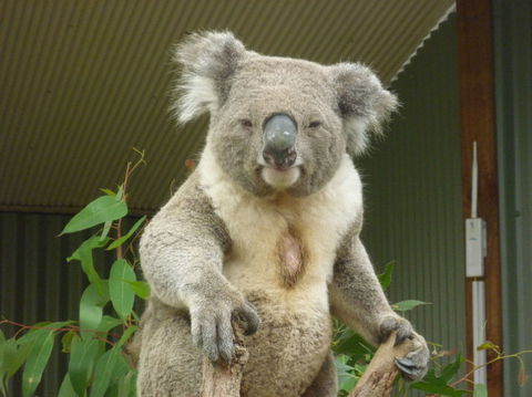 Sydney Pass: SEA LIFE Aquarium, Sydney Tower Eye, WILD LIFE Sydney, Sydney Harbour Cruise, And Madame Tussauds - Accommodation Ballina 24