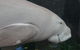 Sydney Pass: SEA LIFE Aquarium, Sydney Tower Eye, WILD LIFE Sydney, Sydney Harbour Cruise, And Madame Tussauds - thumb 10