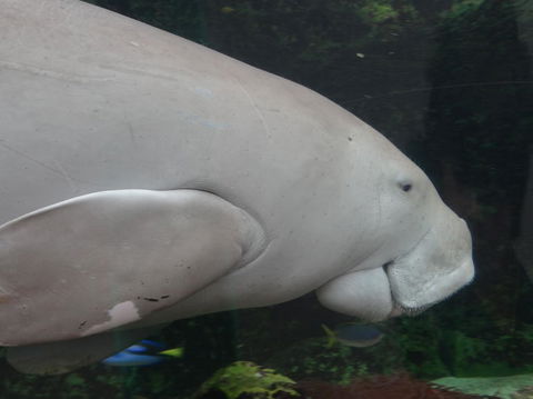 Sydney Pass: SEA LIFE Aquarium, Sydney Tower Eye, WILD LIFE Sydney, Sydney Harbour Cruise, And Madame Tussauds - Accommodation Ballina 10