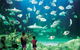 Sydney Pass: SEA LIFE Aquarium, Sydney Tower Eye, WILD LIFE Sydney, Sydney Harbour Cruise, And Madame Tussauds - thumb 0
