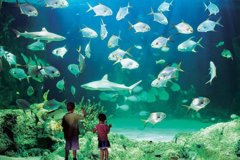 Sydney Pass: SEA LIFE Aquarium, Sydney Tower Eye, WILD LIFE Sydney, Sydney Harbour Cruise, And Madame Tussauds - Accommodation Ballina 0