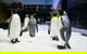 Sydney Pass: SEA LIFE Aquarium, Sydney Tower Eye, WILD LIFE Sydney, Sydney Harbour Cruise, And Madame Tussauds - thumb 1