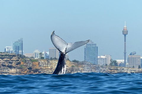 Small-Group Luxury Sydney Whale Watching Cruise - Accommodation Ballina 0