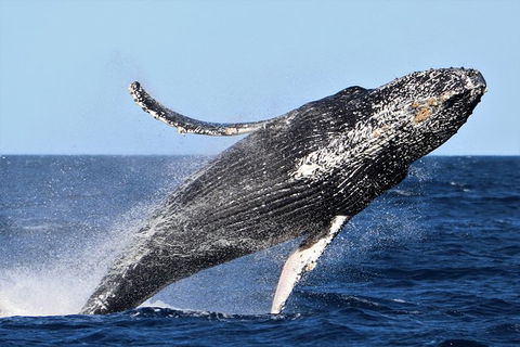 Small-Group Luxury Sydney Whale Watching Cruise - Accommodation Ballina 6