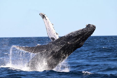 Small-Group Luxury Sydney Whale Watching Cruise - Accommodation Ballina 7
