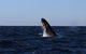 Small-Group Luxury Sydney Whale Watching Cruise - thumb 9