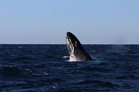 Small-Group Luxury Sydney Whale Watching Cruise - Accommodation Ballina 9