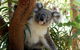 Visit Walkabout Wildlife Sanctuary - thumb 7