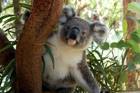 Visit Walkabout Wildlife Sanctuary - Accommodation Ballina 7