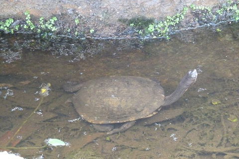 Visit Walkabout Wildlife Sanctuary - Accommodation Ballina 5