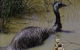 Visit Walkabout Wildlife Sanctuary - thumb 3