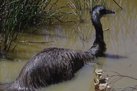 Visit Walkabout Wildlife Sanctuary - Accommodation Ballina 3