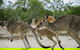 Visit Walkabout Wildlife Sanctuary - thumb 2