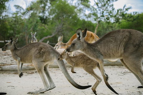 Visit Walkabout Wildlife Sanctuary - Accommodation Ballina 2