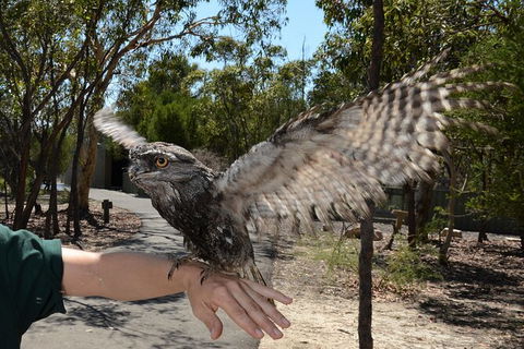 Visit Walkabout Wildlife Sanctuary - Accommodation Ballina 4