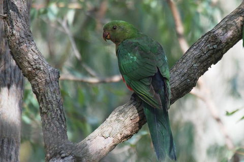 Private Blue Mountains Insider Tour From Sydney - Accommodation Ballina 13