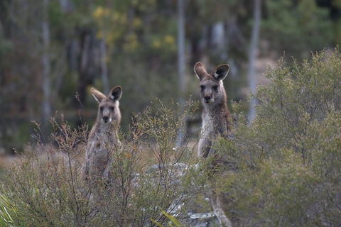 Private Blue Mountains Insider Tour From Sydney - Accommodation Ballina 6