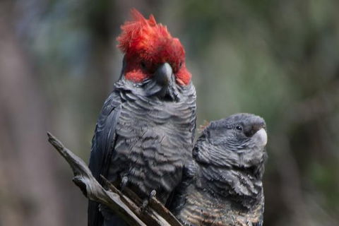 Private Blue Mountains Insider Tour From Sydney - Accommodation Ballina 20