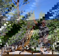 Private Shoalhaven Zoo Experience from Sydney - Accommodation Ballina