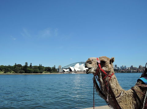 Opera On Sydney Harbour: La Traviata - Accommodation Ballina 11