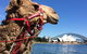 Opera On Sydney Harbour: La Traviata - thumb 10