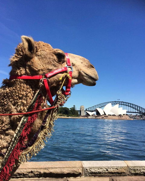 Opera On Sydney Harbour: La Traviata - Accommodation Ballina 10
