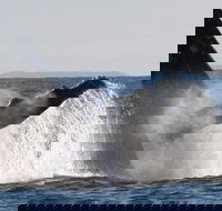 Sydney Eco Whale Watching Small Group Cruise - Accommodation Ballina