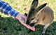 Wildlife Waterfalls And Wine Day Tour From Sydney - thumb 1