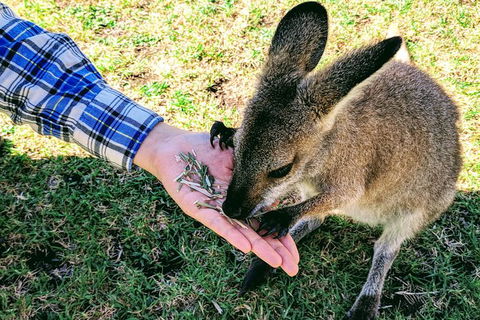 Wildlife Waterfalls And Wine Day Tour From Sydney - Accommodation Ballina 1